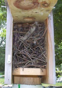 House Wren nest