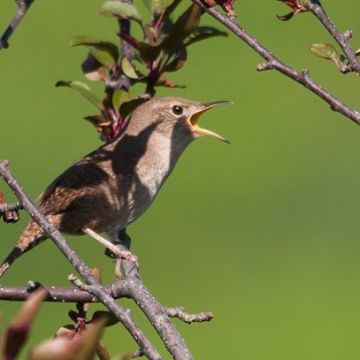 Male House Wren singing. Photo by Jerry Acton