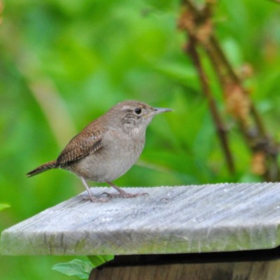 Male House Wren on nest box. Photo by Jerry Acton