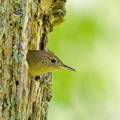 House Wren exiting nest in tree. Photo by Jerry Acton