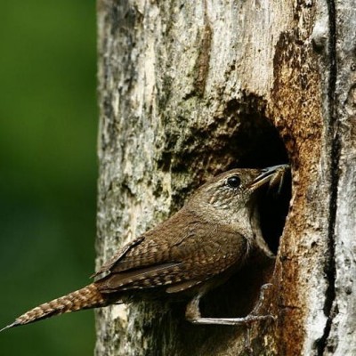 House Wren bring meal to nestlings. Photo by Douglas Domedion