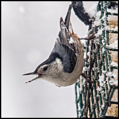 White-breasted Nuthatch. Photo by Alby Headrick (*See notes)