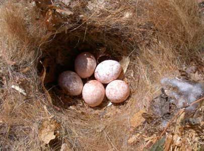 Bet Z. Smith - titmouse_nest_with_eggs
