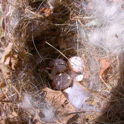 Tufted Titmouse nest. Photo by Bet Z. Smith