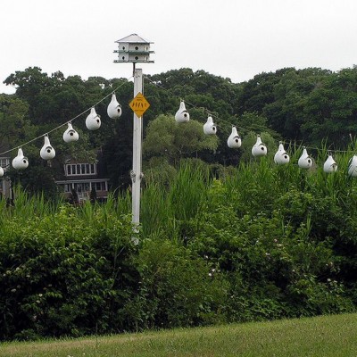 Purple Martin Sanctuary. Photo by Jackie *(See note)