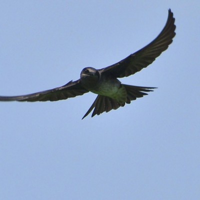 Purple Martin in flight. Photo by Jeffrey W. (*See notes)