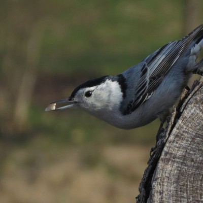 White-breasted Nuthatch. Photo by Kenn Kilgore