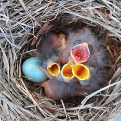Cowbird hatchling in Bluebird nest. Photo by Keith Kridler