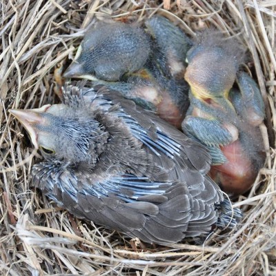 Cowbird hatchling much larger than nest-mates of host species. Photo by Keith Kridler