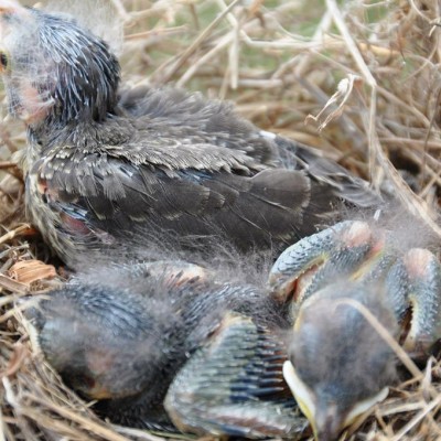 Cowbird hatchling. Photo by Keith Kridler