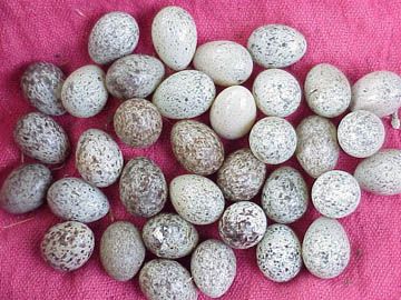 Cowbird eggs vary greatly in color. Photo by Keith Kridler