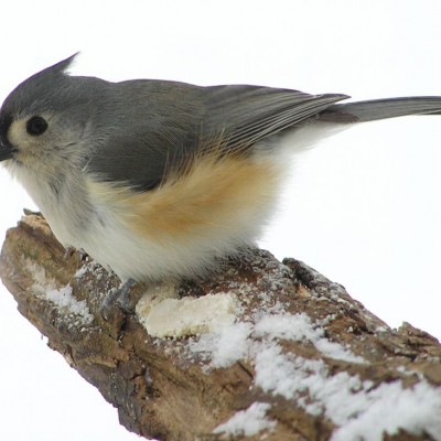 Tufted Titmouse. Photo by Cherie Layton