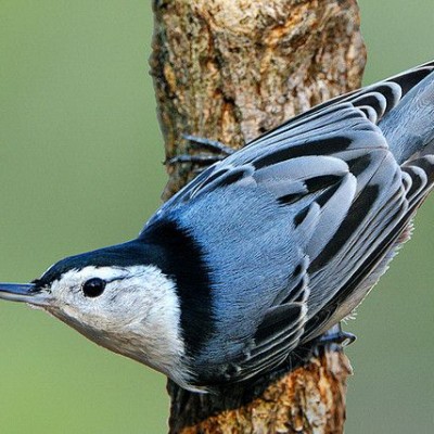 White-breasted Nuthatch. Photo by Nathas (*See notes)