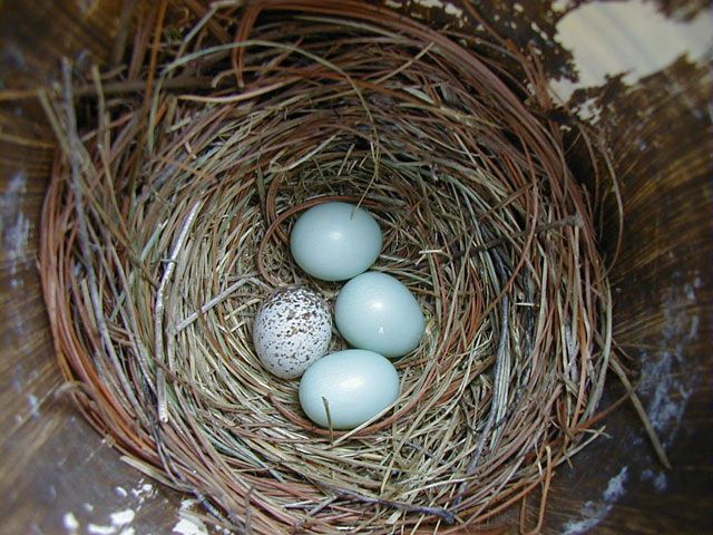 BarbaraBurnham-Cowbird egg in Bluebird nest