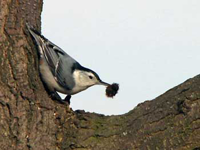 White-breasted Nuthatch. Photo by J. Derry