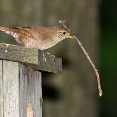 House Wren with stick for nest-building. Photo by Jerry Acton