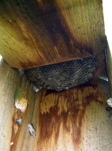 wasp nest