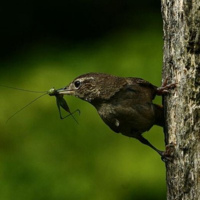 House Wren with a meal. Photo by Douglas Domedion
