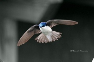 Tree Swallow