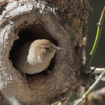 House Wren leaving nest in natural cavity. Photo by Tom Grey
