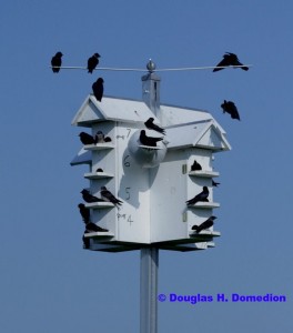 Purple Martin Colony - Photo by Douglas Domedian