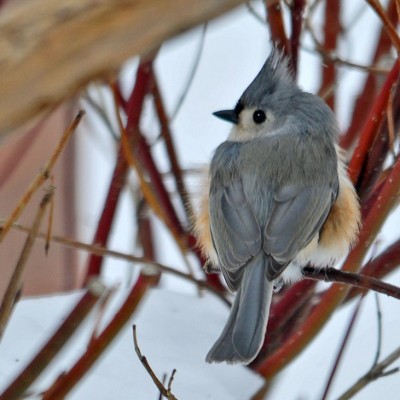 Tufted Titmouse. Photo by Jerry Acton