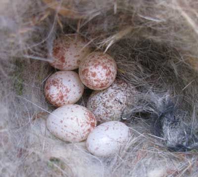 Cowbird egg in Black-capped Chickadee nest. Photo by Bet Z. Smith
