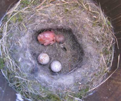 Cowbird hatchling in Black-capped Chickadee nest. Photo by Bet Z. Smith