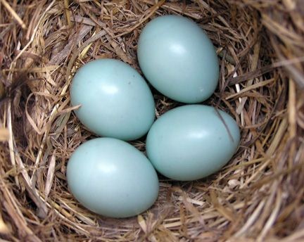 Nest box Monitoring for New Members @ Roger Tory Peterson Institute