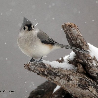 Tufted Titmouse. Photo by Dave Kinneer 