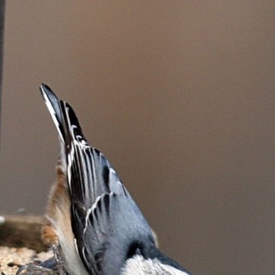 White-breasted Nuthatch. Photo by Dave Kinneer