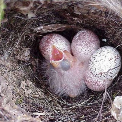 Cowbird egg in Carolina Wren nest. Photo by Keith Kridler