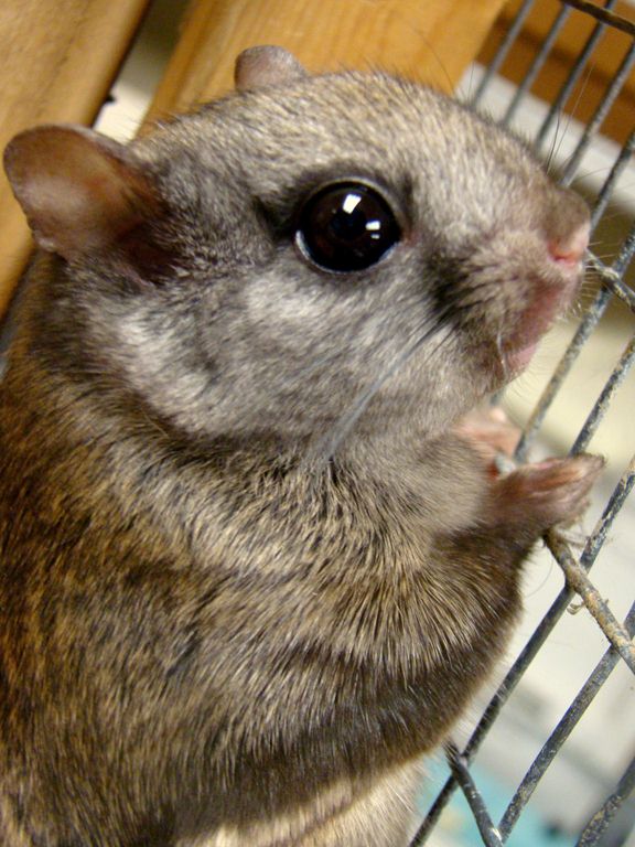 Leah-Northern Flying squirrel (2)