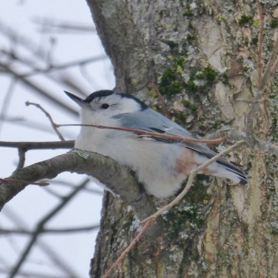 White-breasted Nuthatch. Photo by Lorianne DiSabato (*See notes)