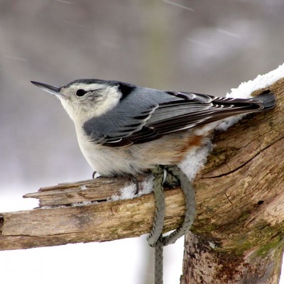 White-breasted Nuthatch. Photo by Cherie Layton
