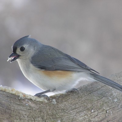 Tufted Titmouse. Photo by Cherie Layton
