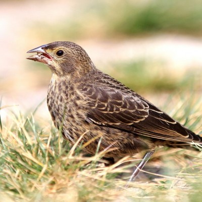 Cowbird juvenile. Photo by Victor* (see note)