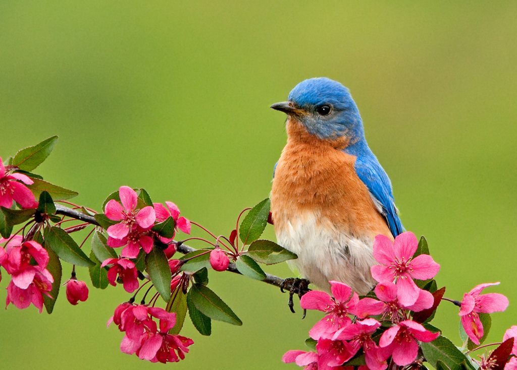 What You Need to Know About the Eastern Bluebird @ Town Hall Binghamton