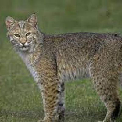 Bobcat at Five Rivers