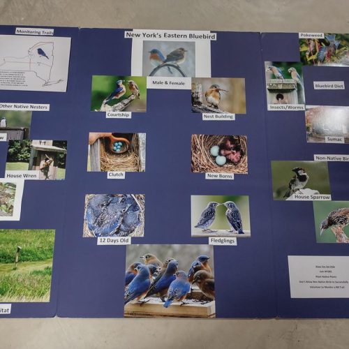 Examples of Educational Displays & Give Away